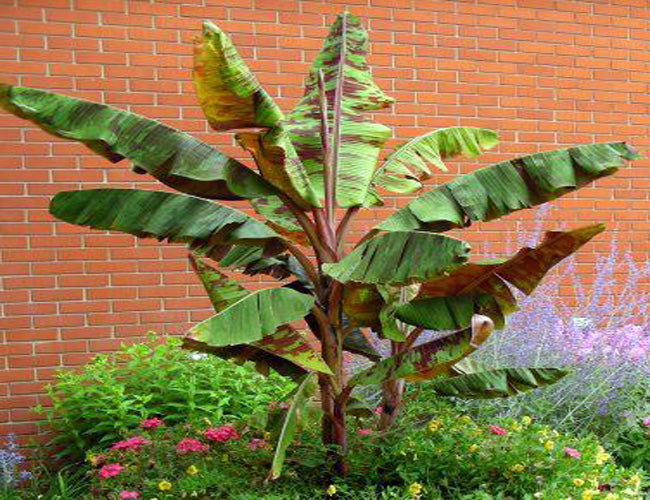 Blood Banana (Musa Acuminata 'Zebrina') - Imported