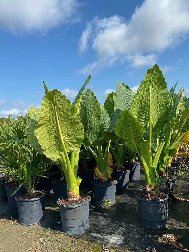 Alocasia 'Borneo Giant' - Imported