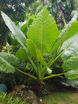 Alocasia 'Borneo Giant' - Imported