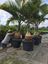 Bottle Palm (Hyophorbe Lagenicaulis) - Imported