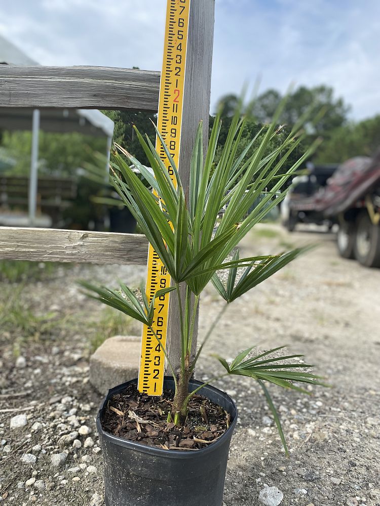 Bulgarian Windmill Palm (Trachycarpus Fortunei 'Bulgaria') - Imported