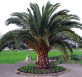 Canary Island Date Palm (Phoenix Canariensis) - Imported