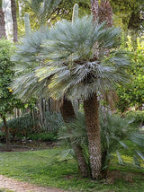 Blue Mediterranean Fan Palm (Chamaerops Humilis 'Cerifera') - Imported