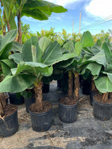 Super Dwarf Cavendish Banana (Musa Acuminata 'Super Dwarf Cavendish') - Imported