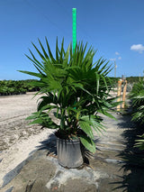 Chinese Fan Palm (Livistona Chinensis) - Imported