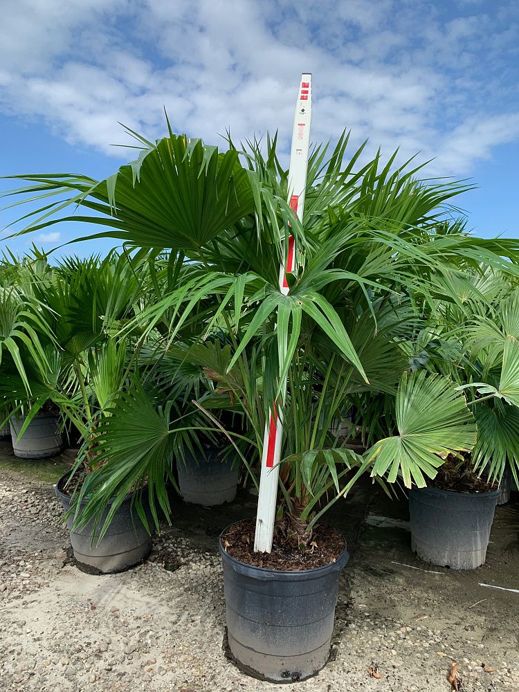 Chinese Fan Palm (Livistona Chinensis) - Imported