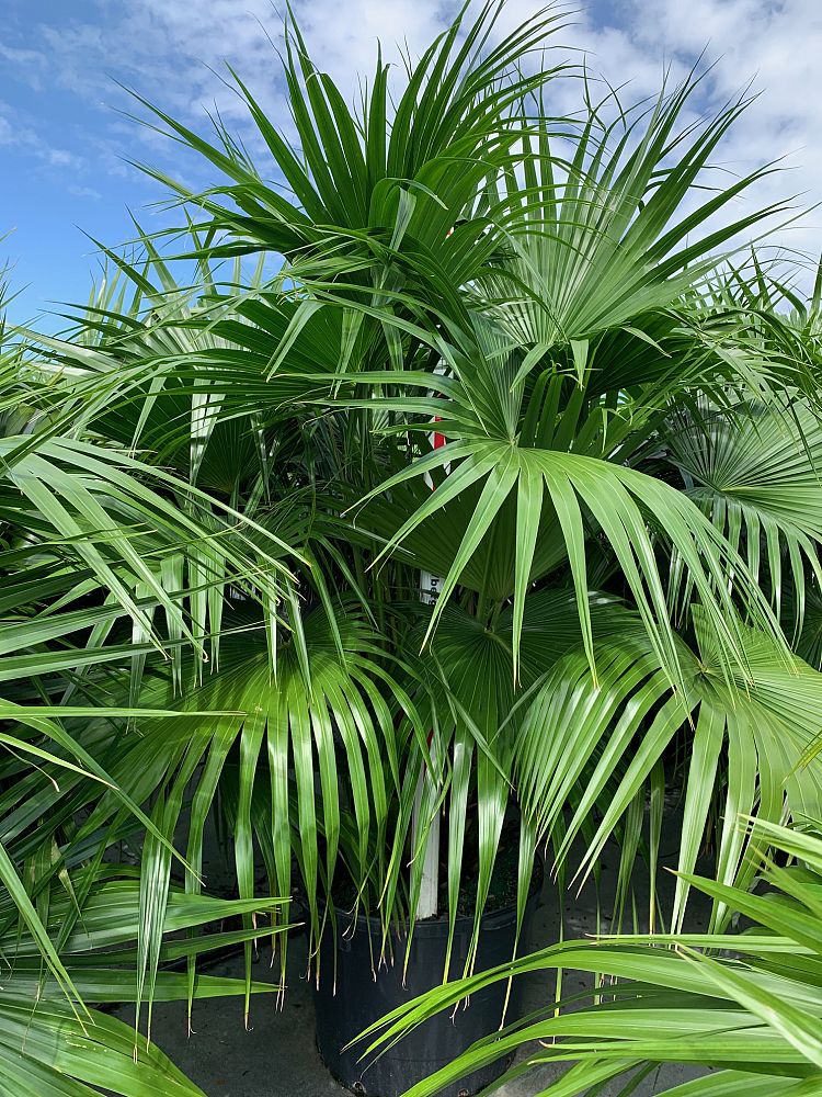 Chinese Fan Palm (Livistona Chinensis) - Imported