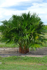 Chinese Fan Palm (Livistona Chinensis) - Imported