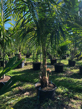 Green Malayan Coconut Palm - (Cocos Nucifera) - Imported