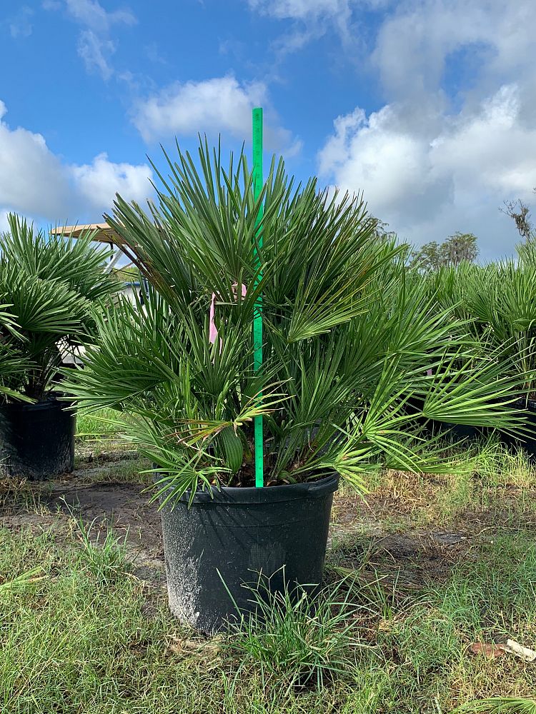 European Fan Palm (Chamaerops Humilis) - Imported