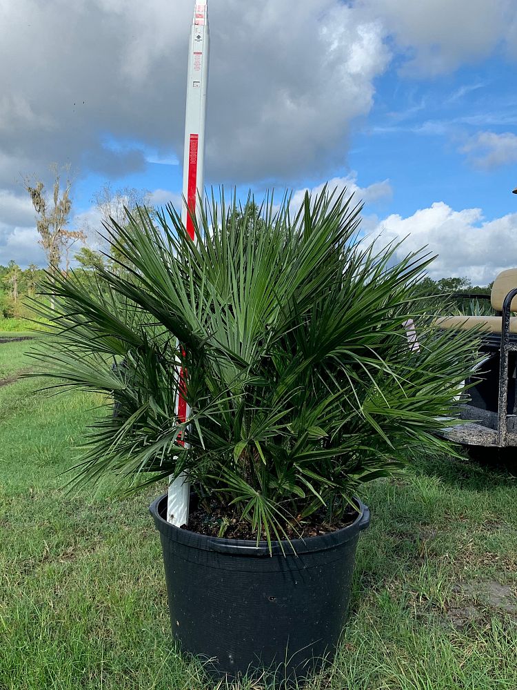 European Fan Palm (Chamaerops Humilis) - Imported