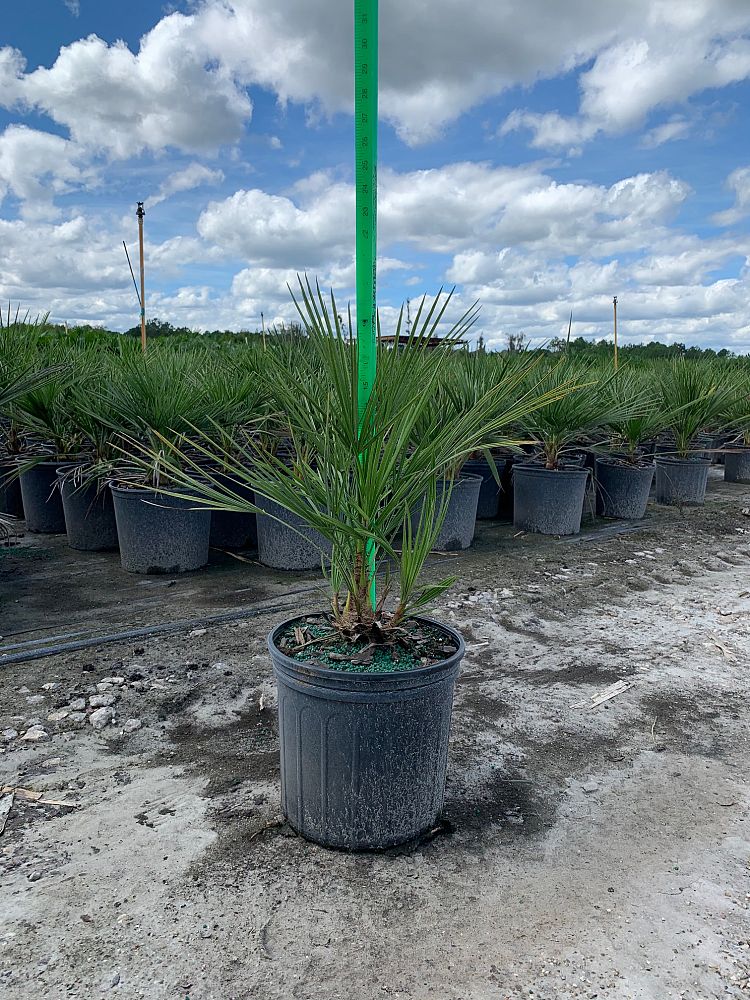 European Fan Palm (Chamaerops Humilis) - Imported