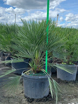 European Fan Palm (Chamaerops Humilis) - Imported