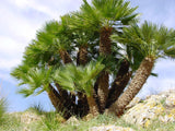 European Fan Palm (Chamaerops Humilis) - Imported