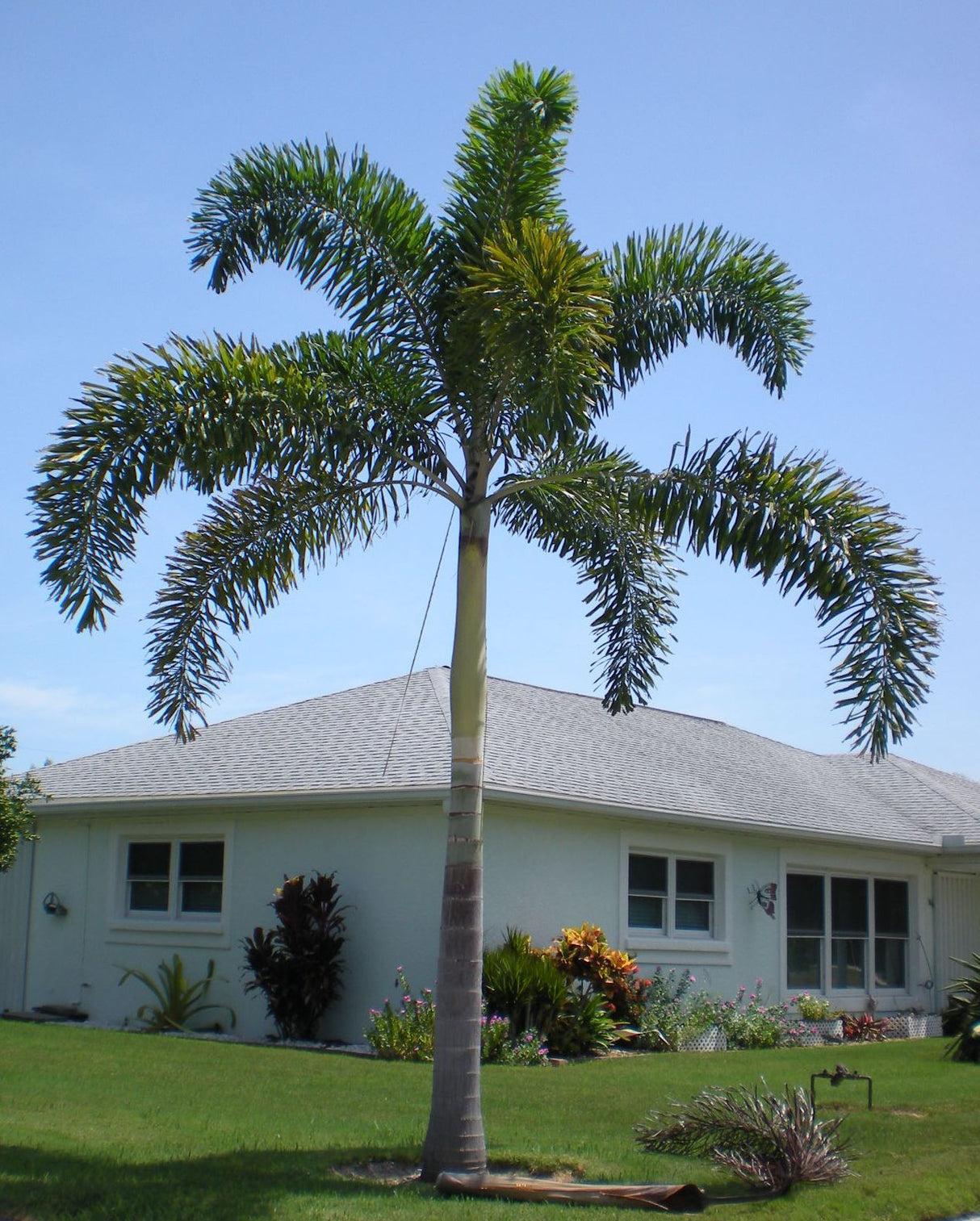 Foxtail Palm (Wodyetia Bifurcata) - Imported