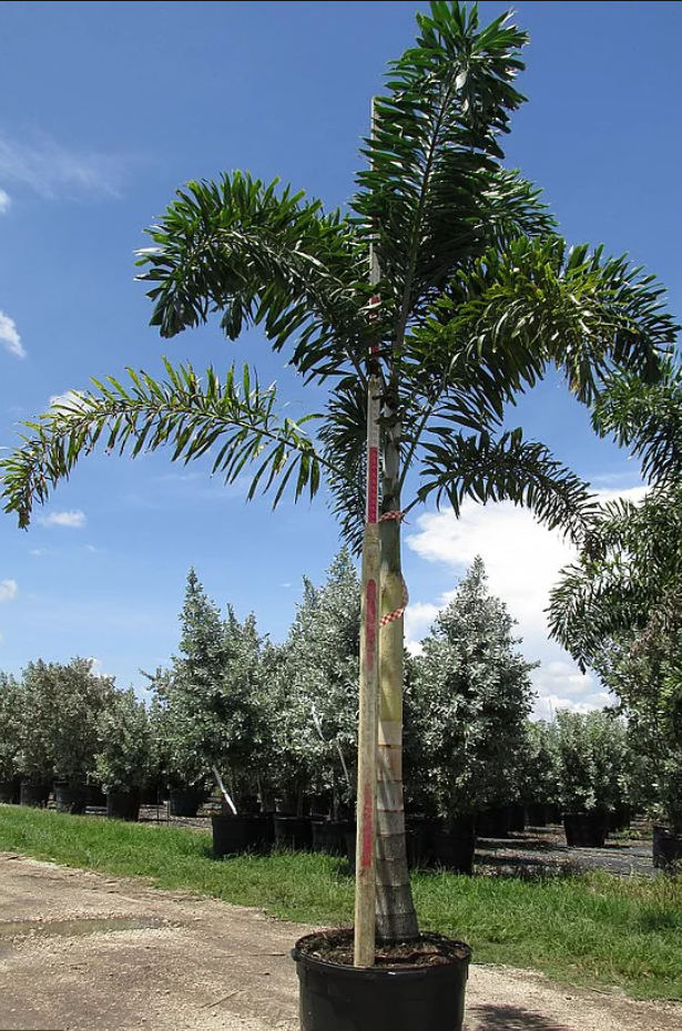 Foxtail Palm (Wodyetia Bifurcata) - Imported