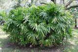 Lady Palm (Rhapis Excelsa) - Imported