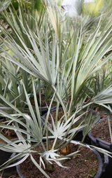 Mazari Palm (Nannorrhops Ritchiana) - Imported