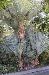 Mazari Palm (Nannorrhops Ritchiana) - Imported