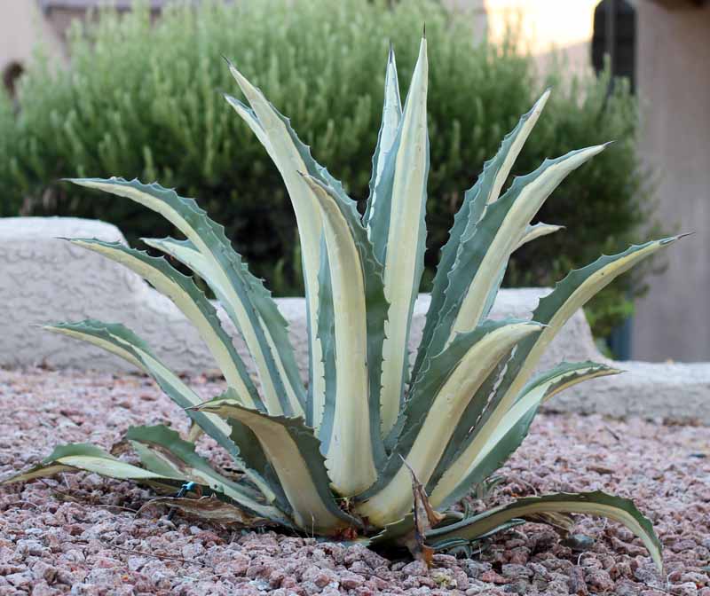 Agave Americana 'Medio-Picta' - Imported