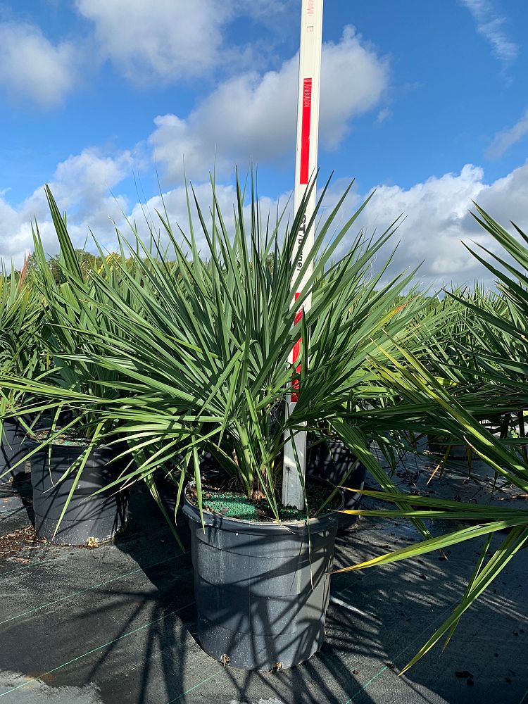 Dwarf Palmetto (Sabal Minor) - Imported