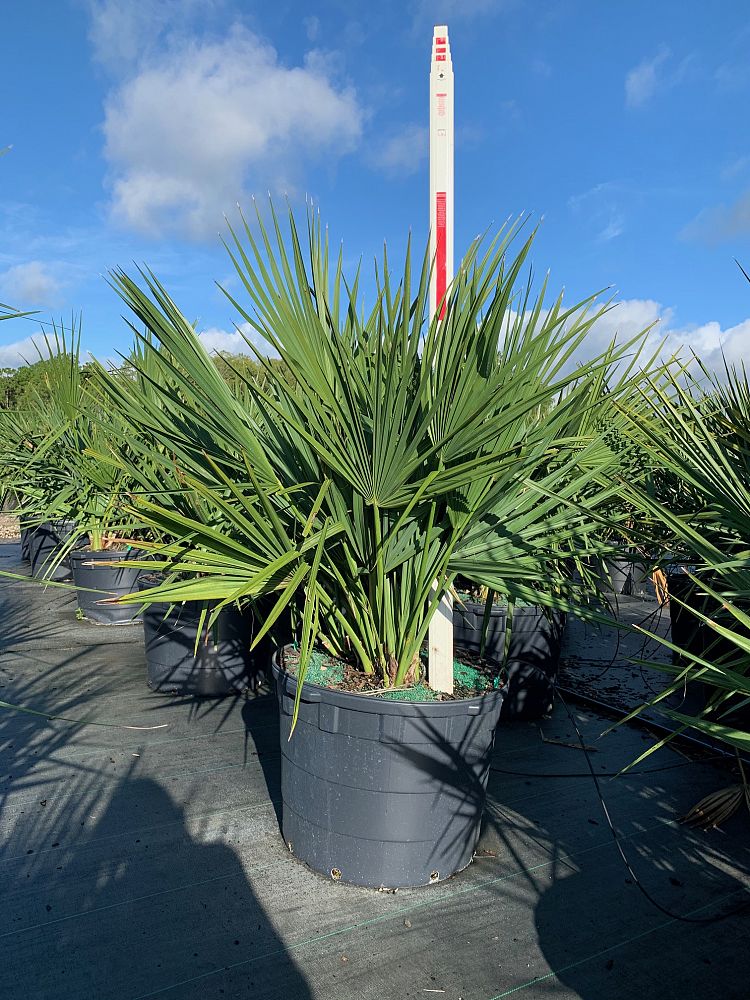 Dwarf Palmetto (Sabal Minor) - Imported