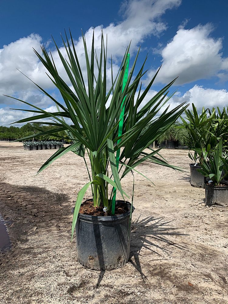 Dwarf Palmetto (Sabal Minor) - Imported