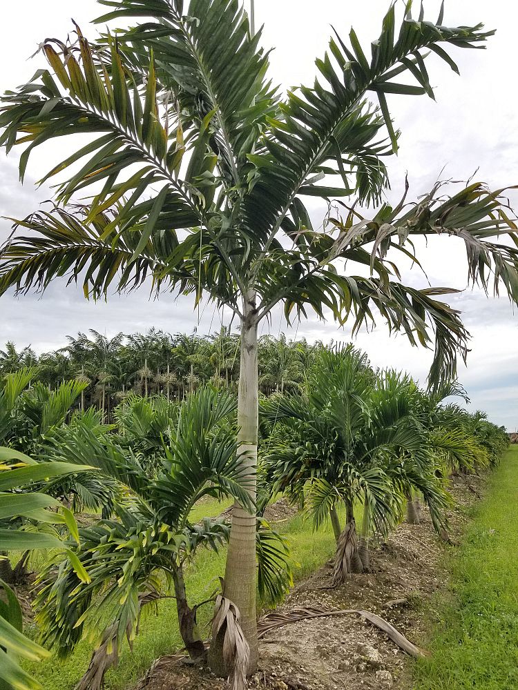 Montgomery Palm (Veitchia Arecina) - Imported