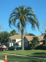 Mule Palm (Butiagrus Nabonnandii X) - Imported