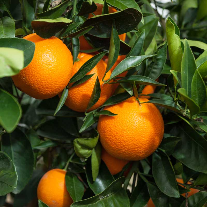 Grafted Navel Orange (Citrus Sinensis 'Navel')