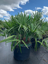 Needle Palm (Rhapidophyllum Hystrix) - Imported