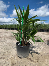 Needle Palm (Rhapidophyllum Hystrix) - Imported