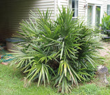 Needle Palm (Rhapidophyllum Hystrix) - Imported