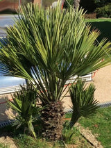 Vulcano European Fan Palm (Chamaerops Humilis 'Vulcano') - Imported