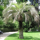 Pindo Palm (Butia Capitata) - Imported