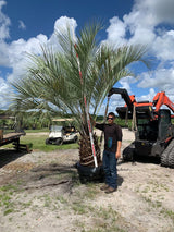 Pindo Palm (Butia Capitata) - Imported