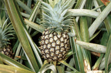 Pineapple (Ananas Comosus) - Imported