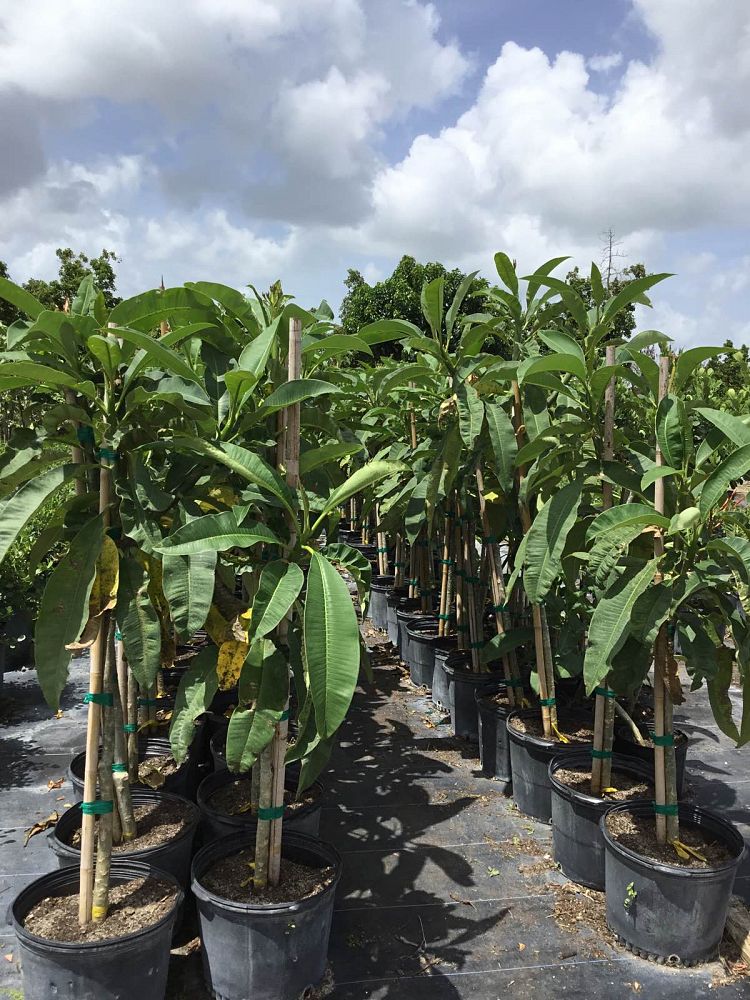 Frangipani (Plumeria Rubra) - Imported