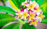 Frangipani (Plumeria Rubra) - Imported