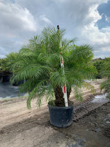 Pygmy Date Palm (Phoenix Roebelenii) - Imported