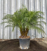 Pygmy Date Palm (Phoenix Roebelenii) - Imported