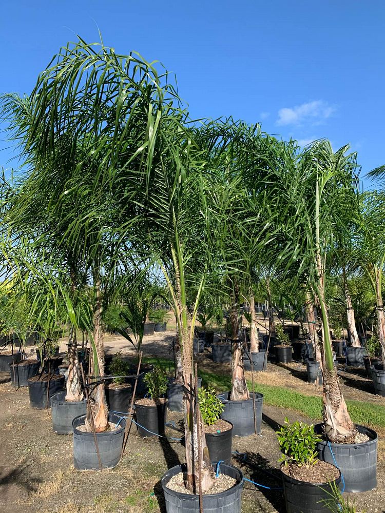 Queen Palm (Syagrus Romanzoffiana) - Imported