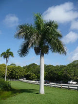 Florida Royal Palm (Roystonea Regia) - Imported