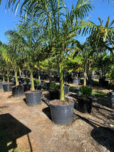 Florida Royal Palm (Roystonea Regia) - Imported