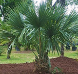 Dwarf Palmetto (Sabal Minor) - Imported