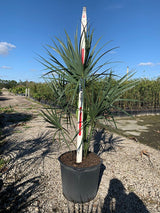 Cabbage Palm (Sabal Palmetto) - Imported