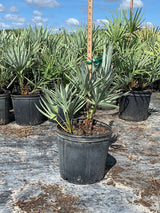 Silver Saw Palmetto (Serenoa Repens 'Cinerea') - Imported