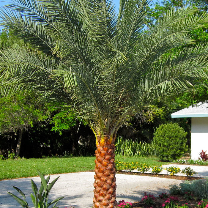 Sylvester Date Palm (Phoenix Sylvestris) - Imported