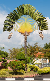 Traveller's Palm (Ravenala Madagascariensis) - Imported