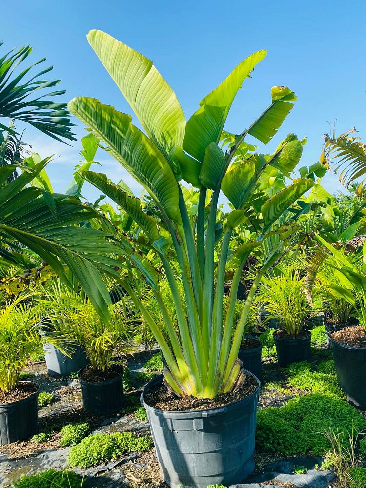 Traveller's Palm (Ravenala Madagascariensis) - Imported